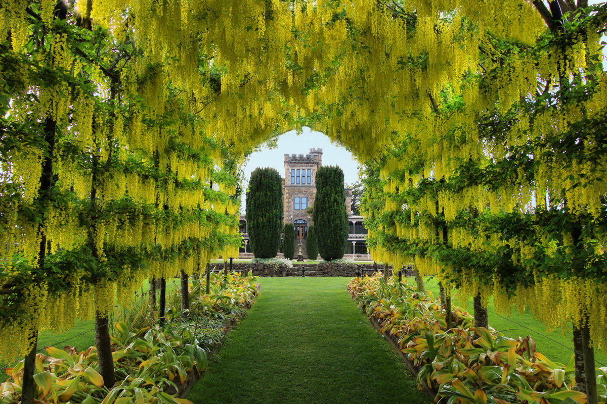 laburnum-arch_web Larnach Castle gardens